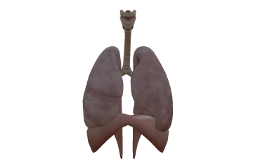 Human respiratory organs and the mechanism of inhalation and exhalation